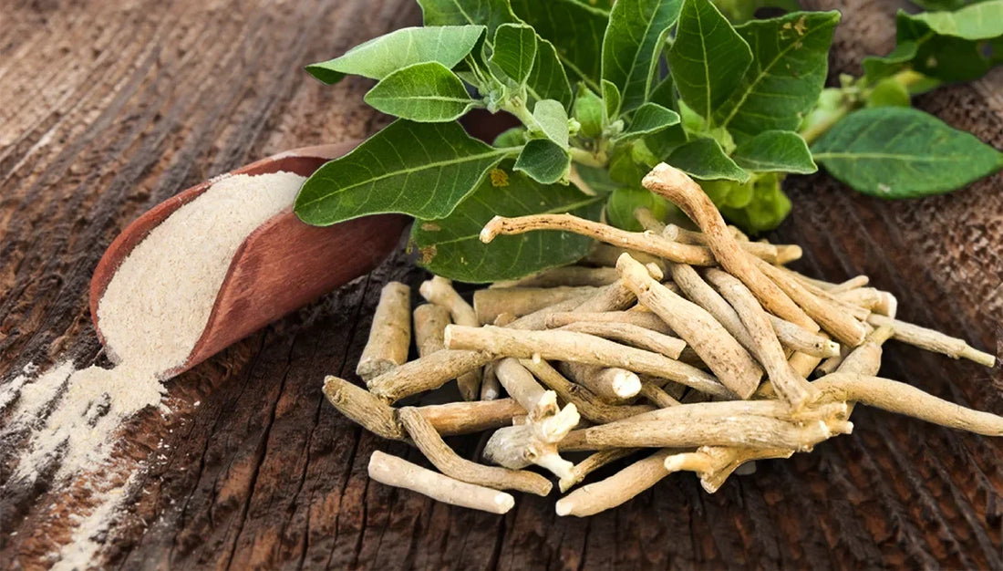 Ashwagandha for Athletes: Unlocking Performance, Recovery, and Resilience